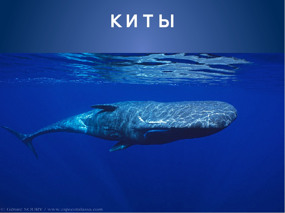 Обитатели морей и океанов