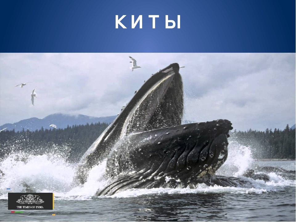 Обитатели морей и океанов