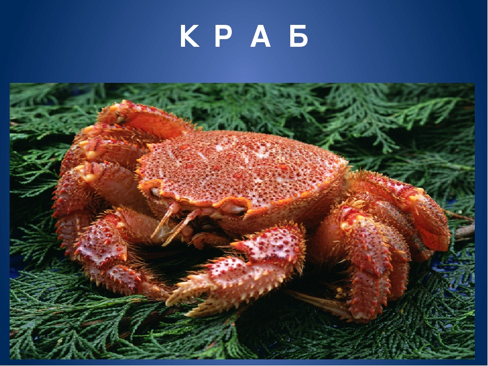Обитатели морей и океанов