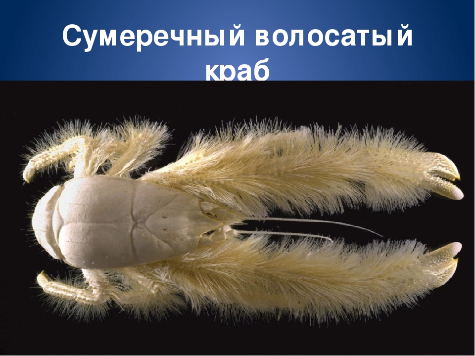 Обитатели морей и океанов