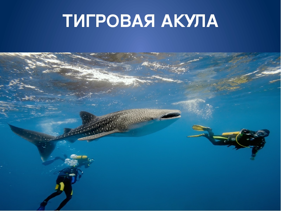 Обитатели морей и океанов