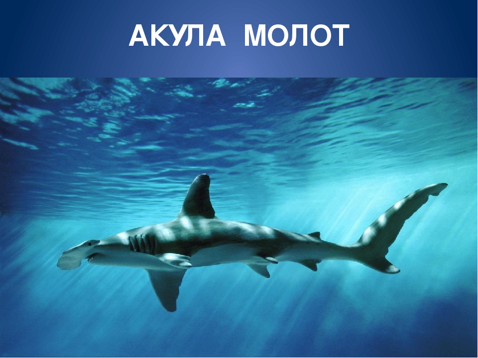Обитатели морей и океанов