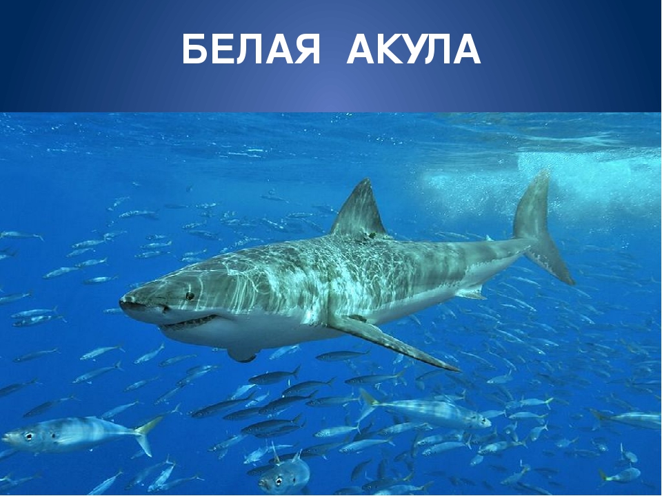 Обитатели морей и океанов
