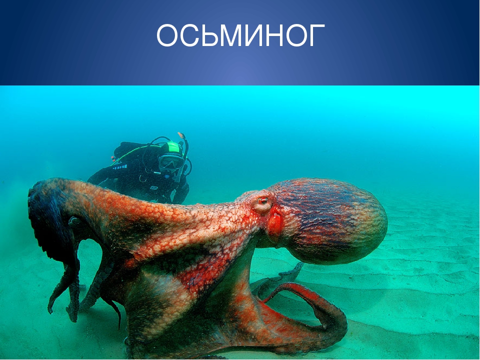 Обитатели морей и океанов