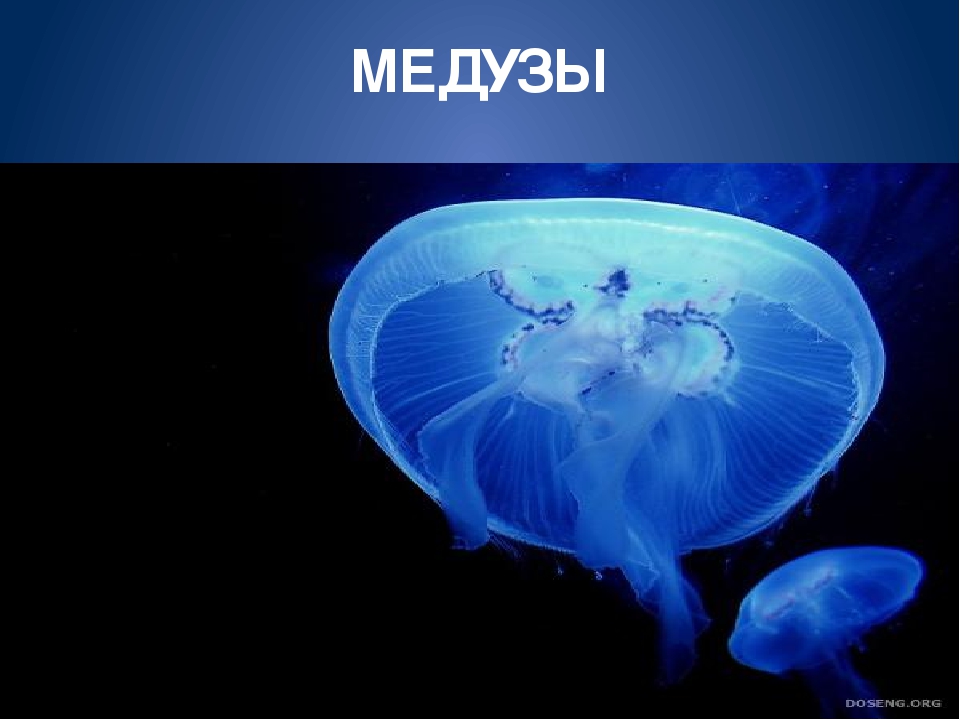 Обитатели морей и океанов