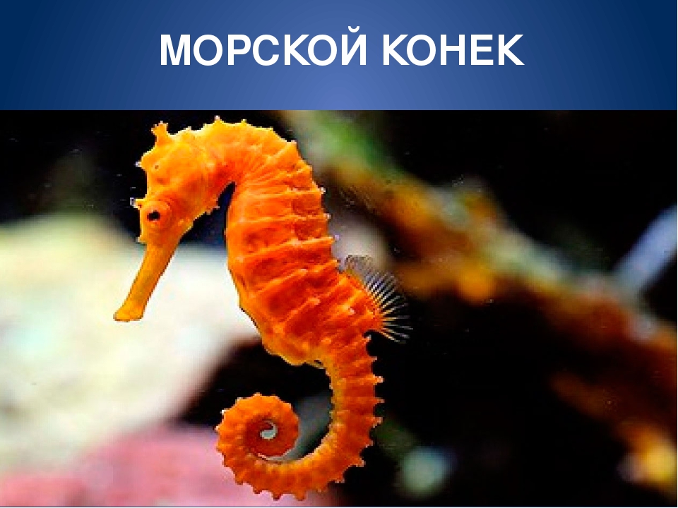 Обитатели морей и океанов