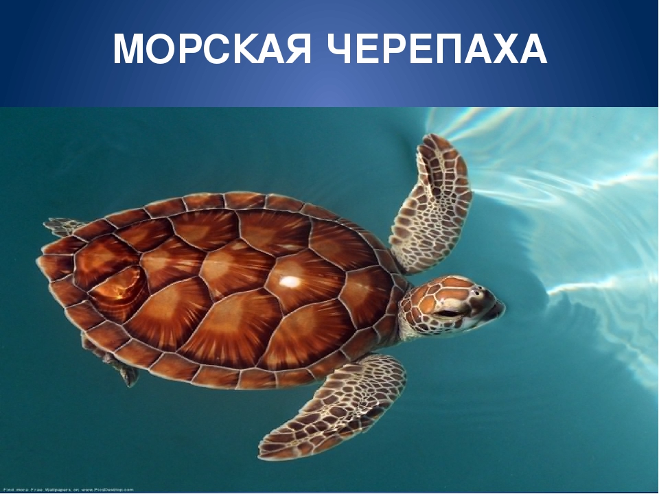 Обитатели морей и океанов