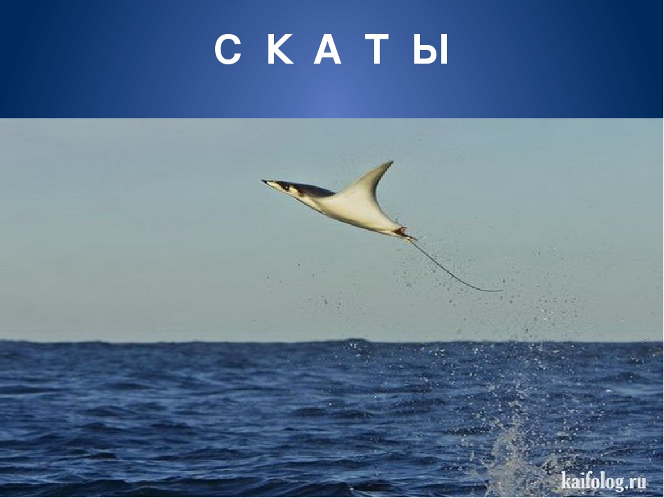 Обитатели морей и океанов