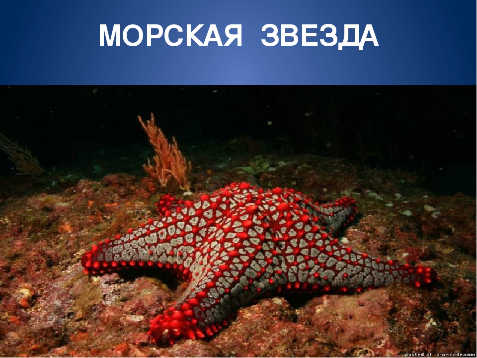 Обитатели морей и океанов