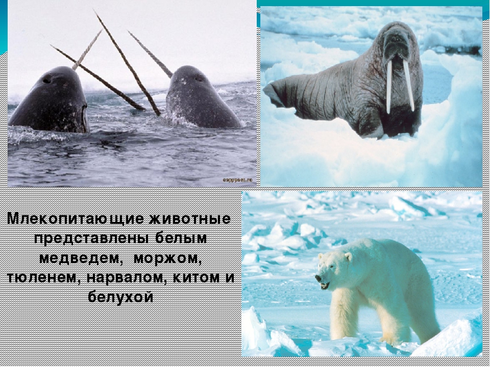 Презентация "Всемирный день океанов"