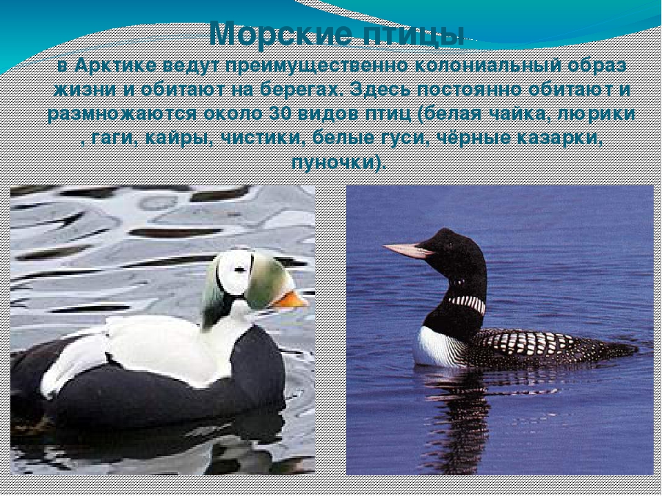 Презентация "Всемирный день океанов"