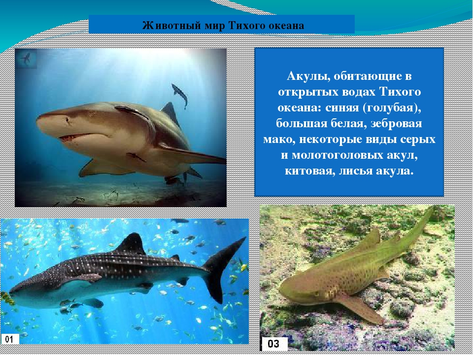 Презентация "Всемирный день океанов"