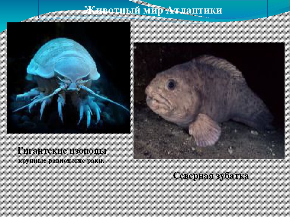 Презентация "Всемирный день океанов"