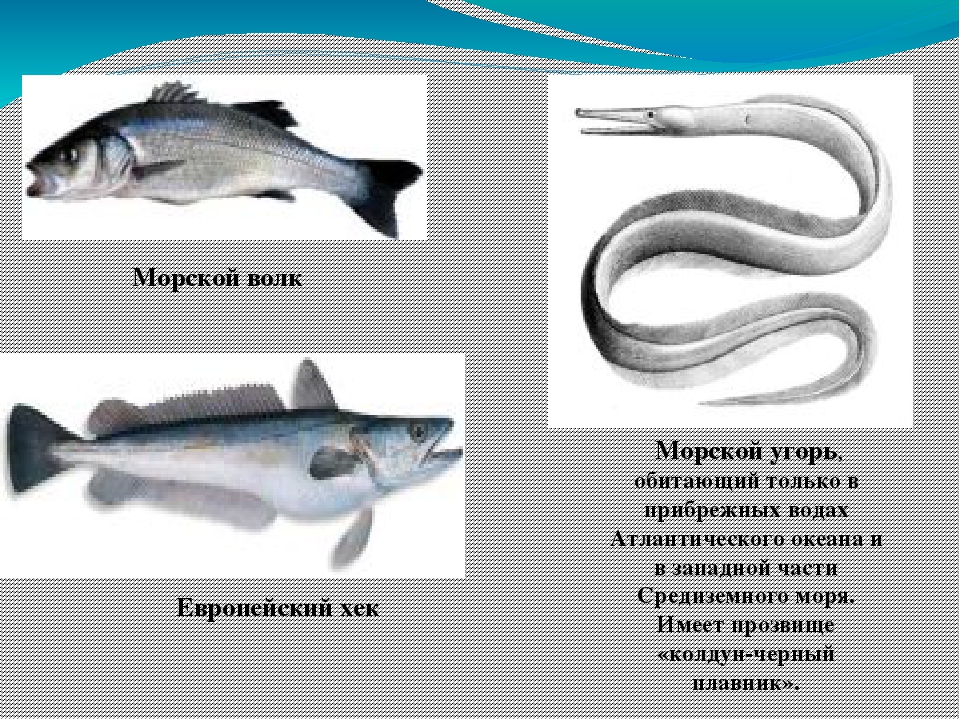 Презентация "Всемирный день океанов"