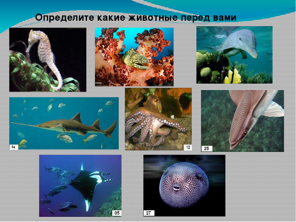 Презентация "Всемирный день океанов"