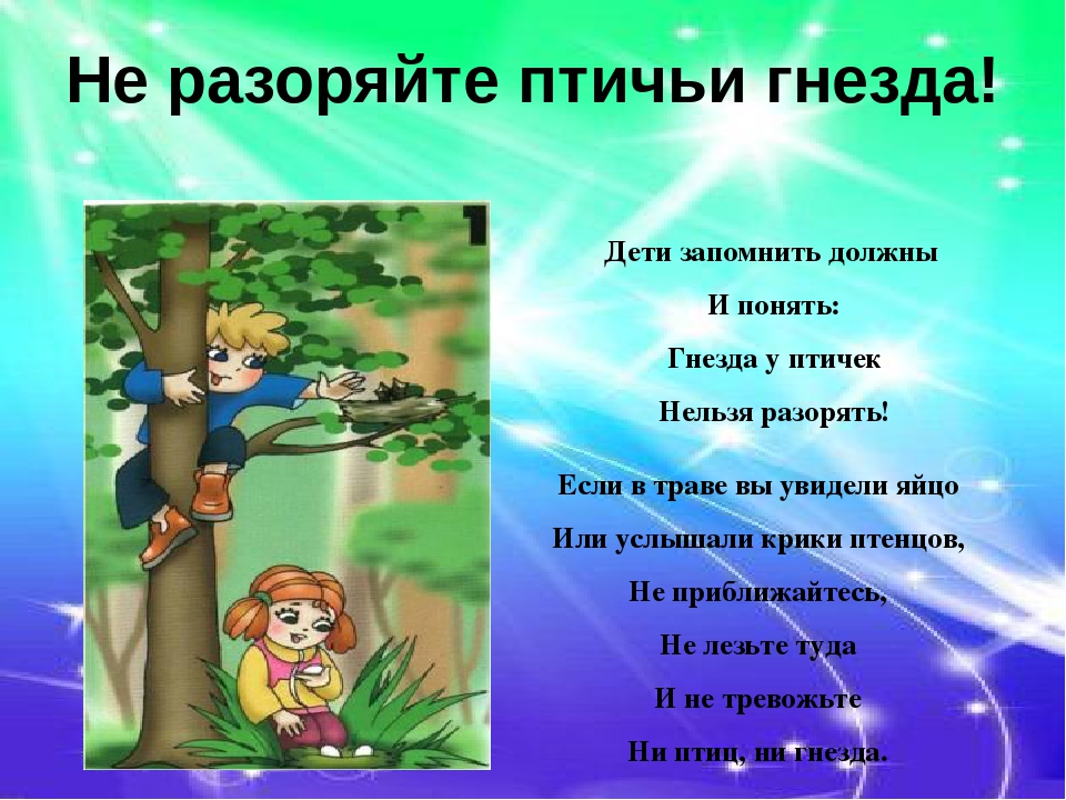 Презентация "Правила поведения в лесу"