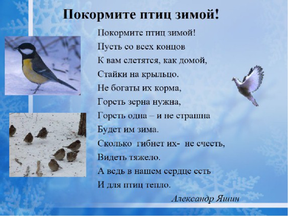 Презентация проекта "Птицы зимой" вторая младшая группа раннего возраста