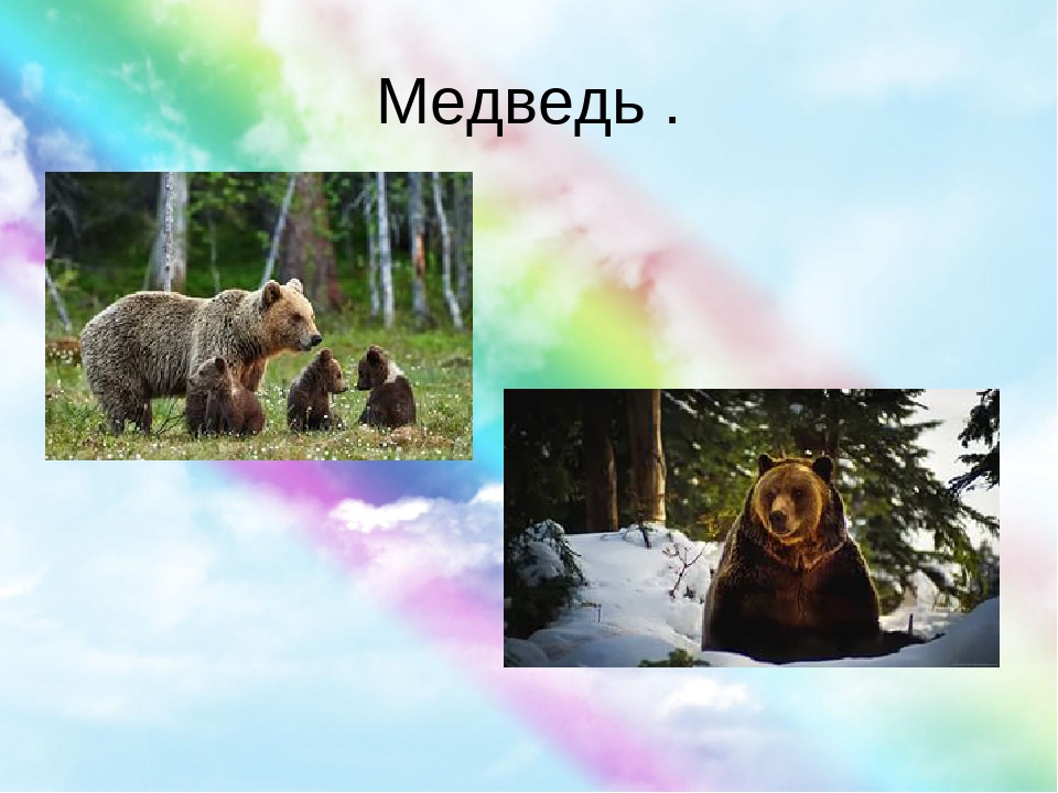 Презентация по ознакомлению с окружающим "Дикие животные"