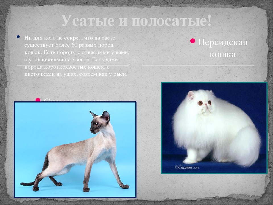 Презентация Почему у кошки глаза светятся?
