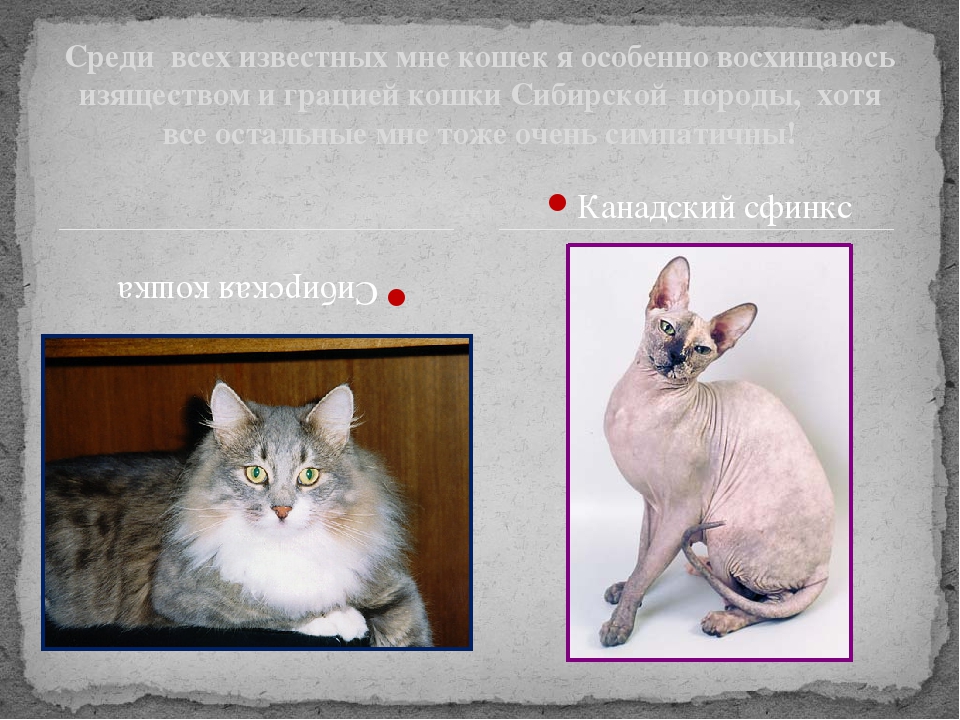 Презентация Почему у кошки глаза светятся?