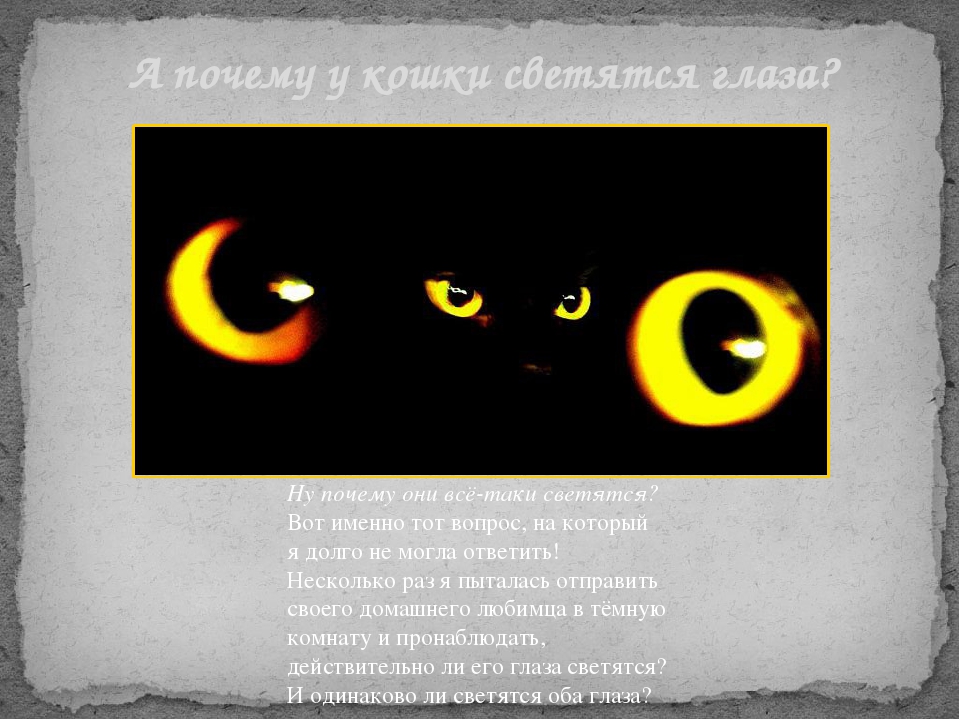 Презентация Почему у кошки глаза светятся?