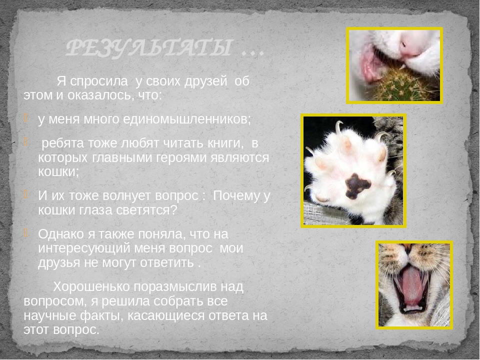 Презентация Почему у кошки глаза светятся?