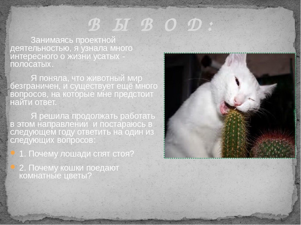 Презентация Почему у кошки глаза светятся?