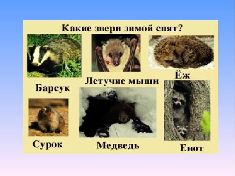 Презентация по экологии на тему" Животные весной".