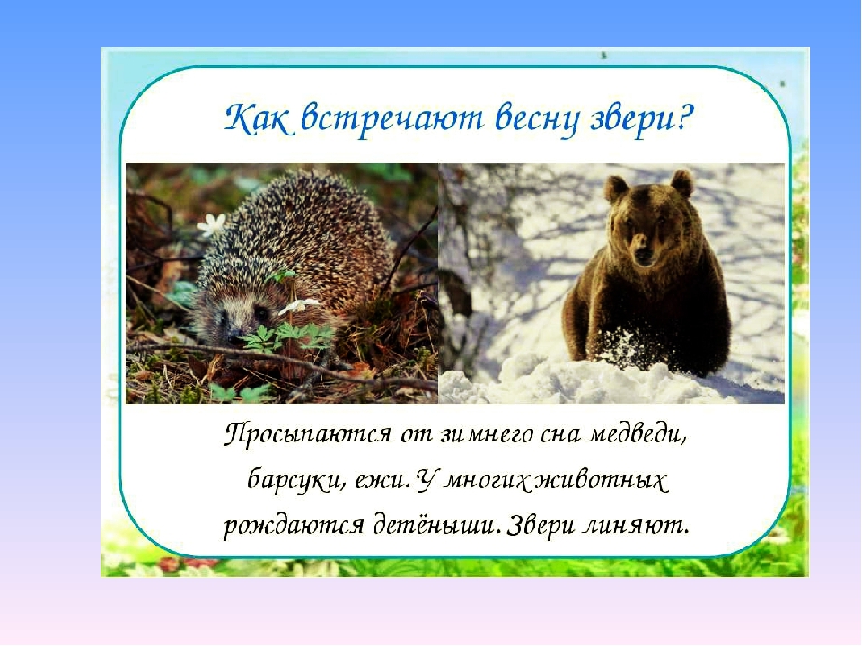 Презентация по экологии на тему" Животные весной".