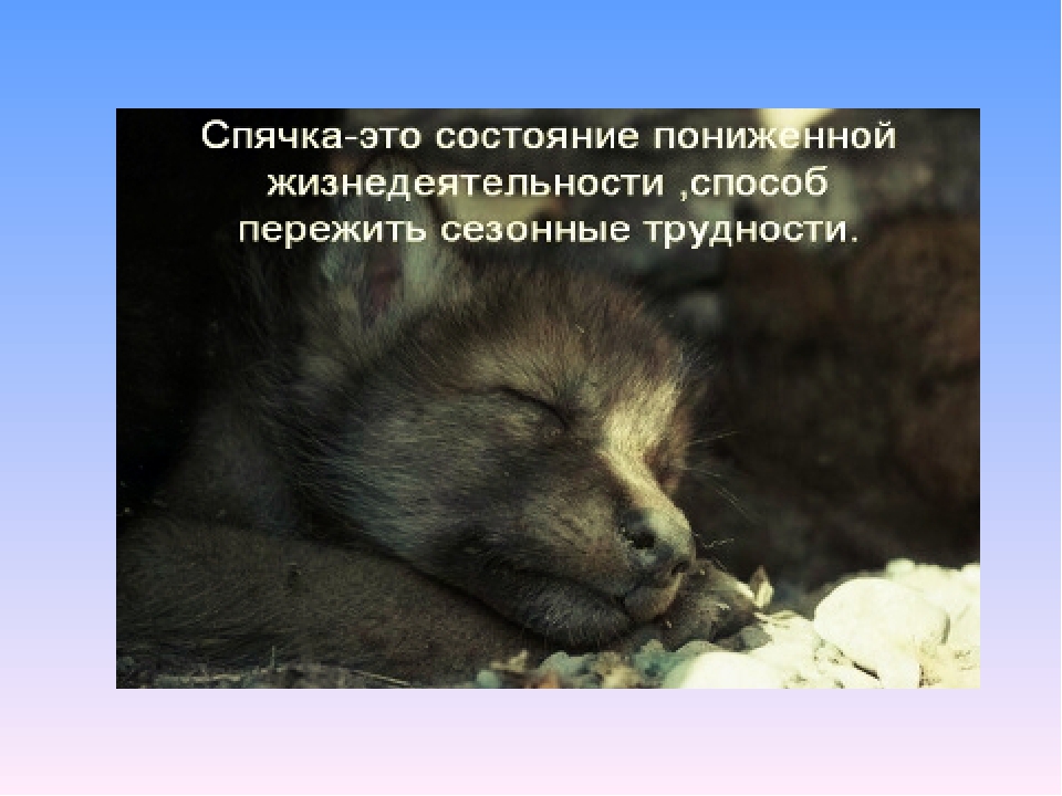 Презентация по экологии на тему" Животные весной".