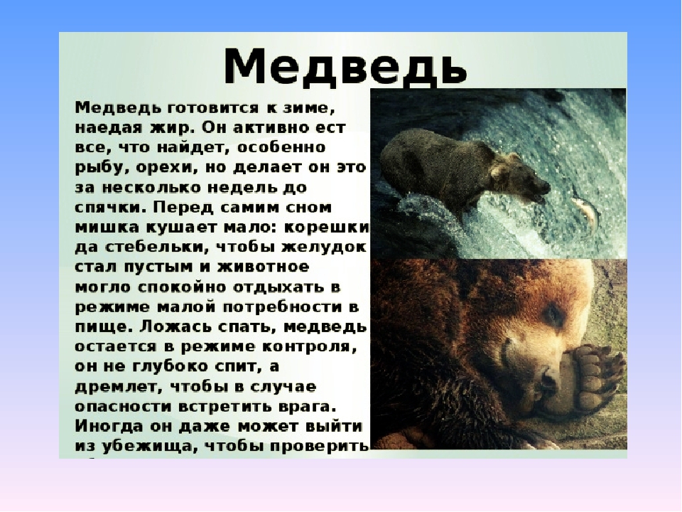 Презентация по экологии на тему" Животные весной".