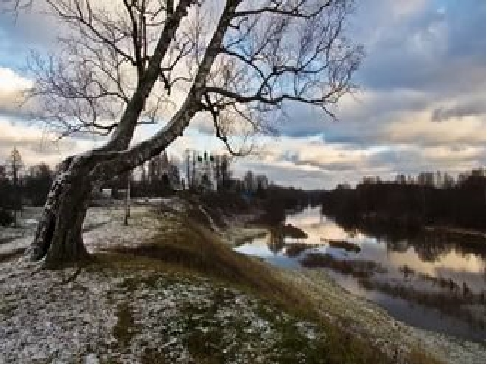 Презентация, посвящённая году экологии "Берёза"