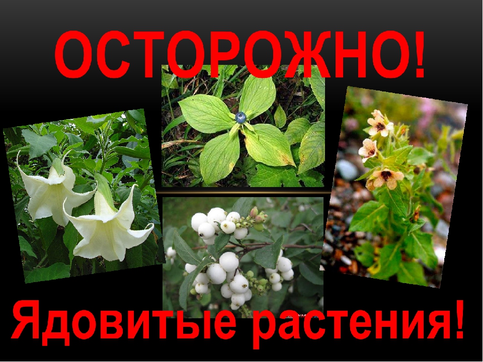 Презентация для дошкольников "Ядовитые растения"