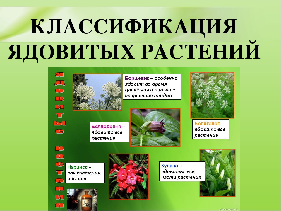 Презентация для дошкольников "Ядовитые растения"