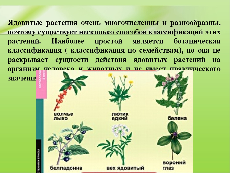Презентация для дошкольников "Ядовитые растения"