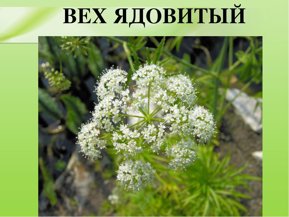Презентация для дошкольников "Ядовитые растения"