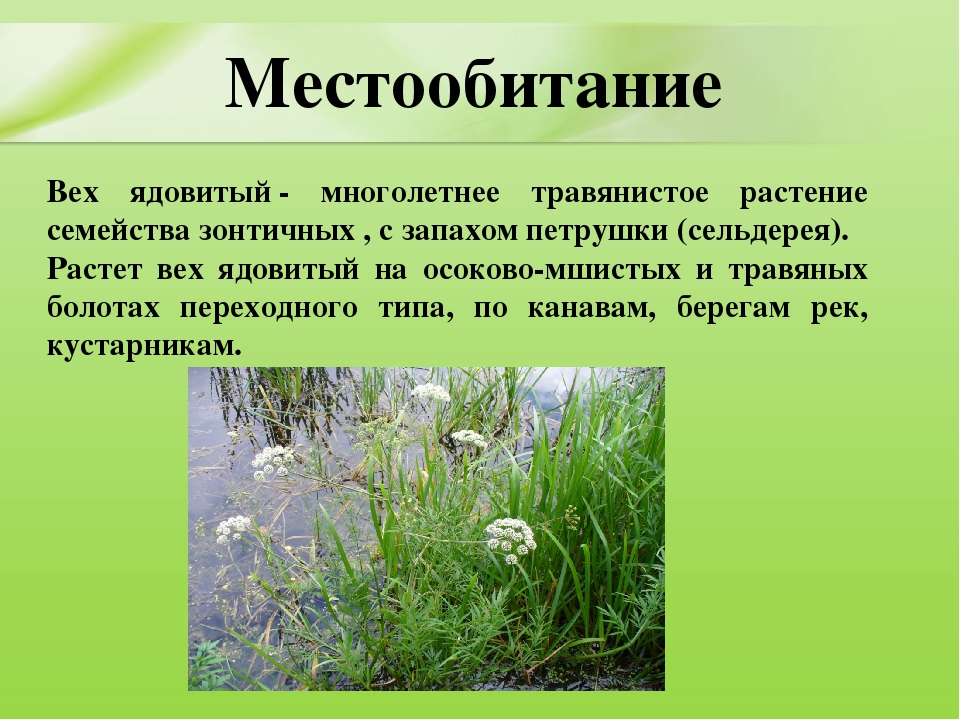 Презентация для дошкольников "Ядовитые растения"