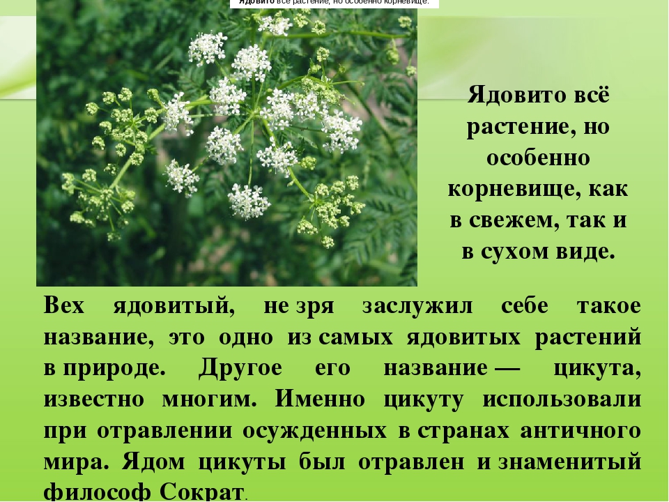 Презентация для дошкольников "Ядовитые растения"