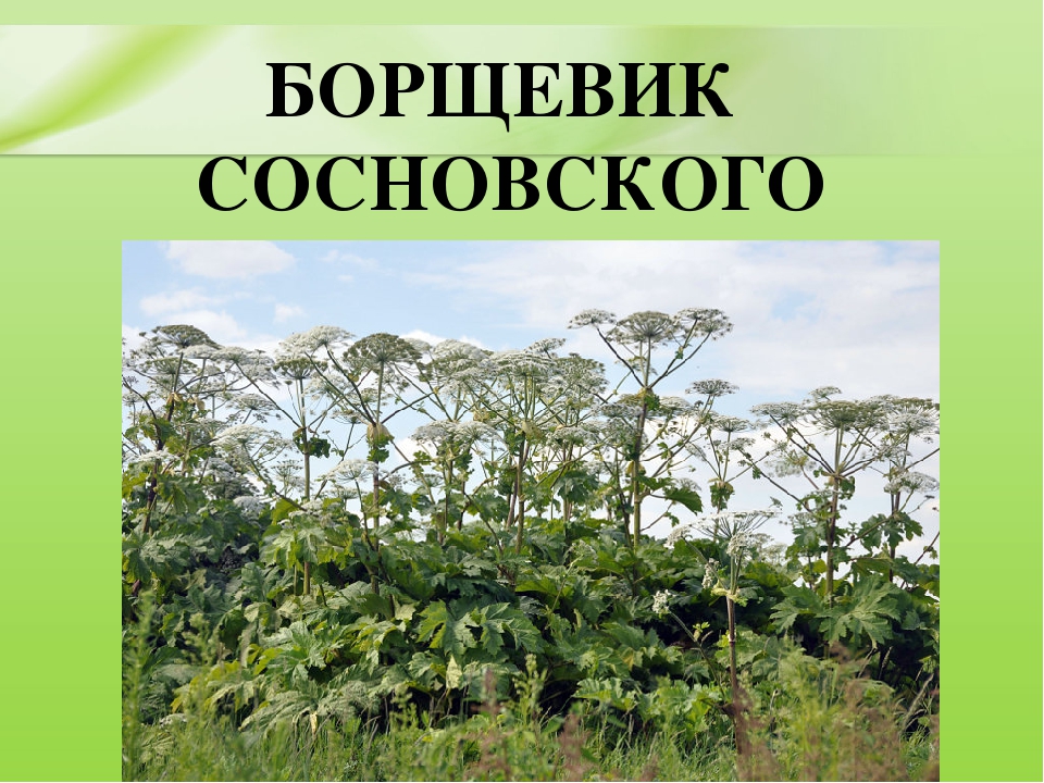 Презентация для дошкольников "Ядовитые растения"