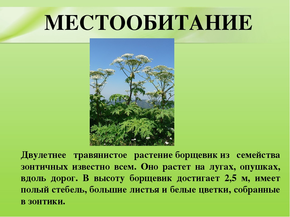 Презентация для дошкольников "Ядовитые растения"