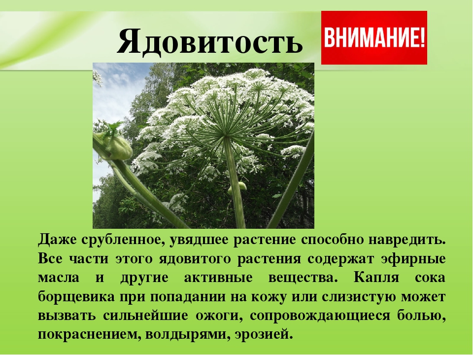 Презентация для дошкольников "Ядовитые растения"