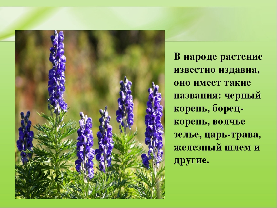 Презентация для дошкольников "Ядовитые растения"