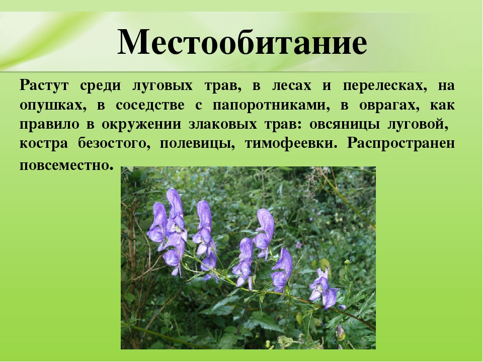 Презентация для дошкольников "Ядовитые растения"