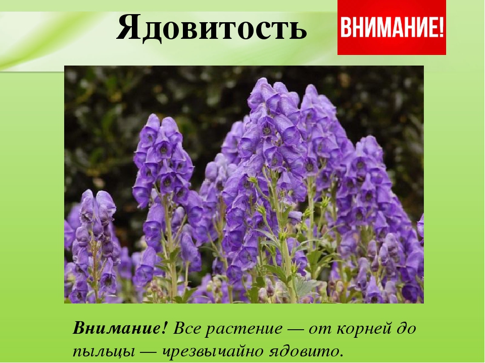 Презентация для дошкольников "Ядовитые растения"