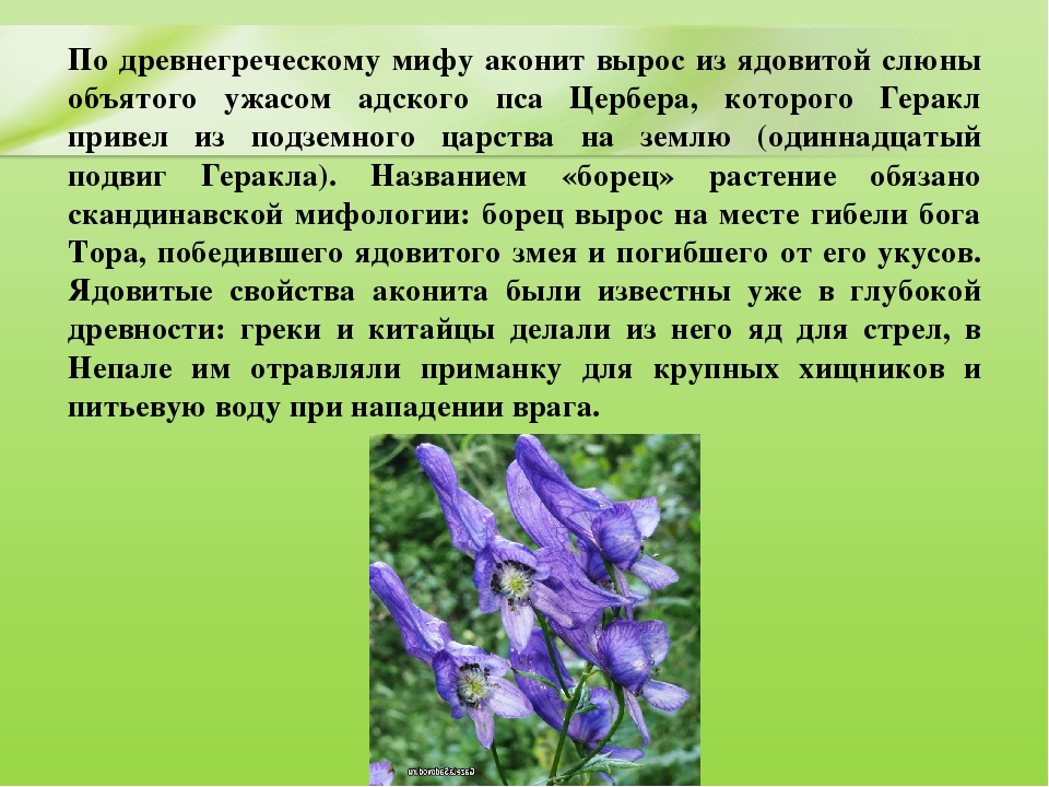 Презентация для дошкольников "Ядовитые растения"