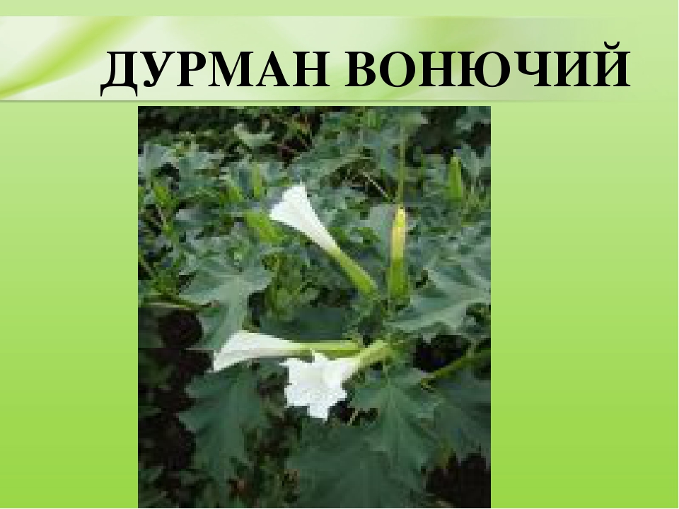 Презентация для дошкольников "Ядовитые растения"