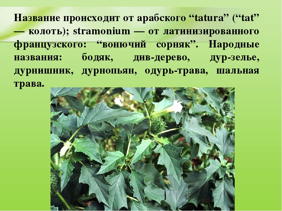 Презентация для дошкольников "Ядовитые растения"