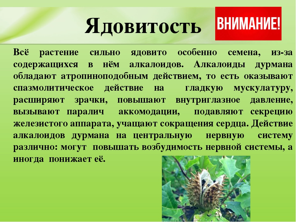 Презентация для дошкольников "Ядовитые растения"