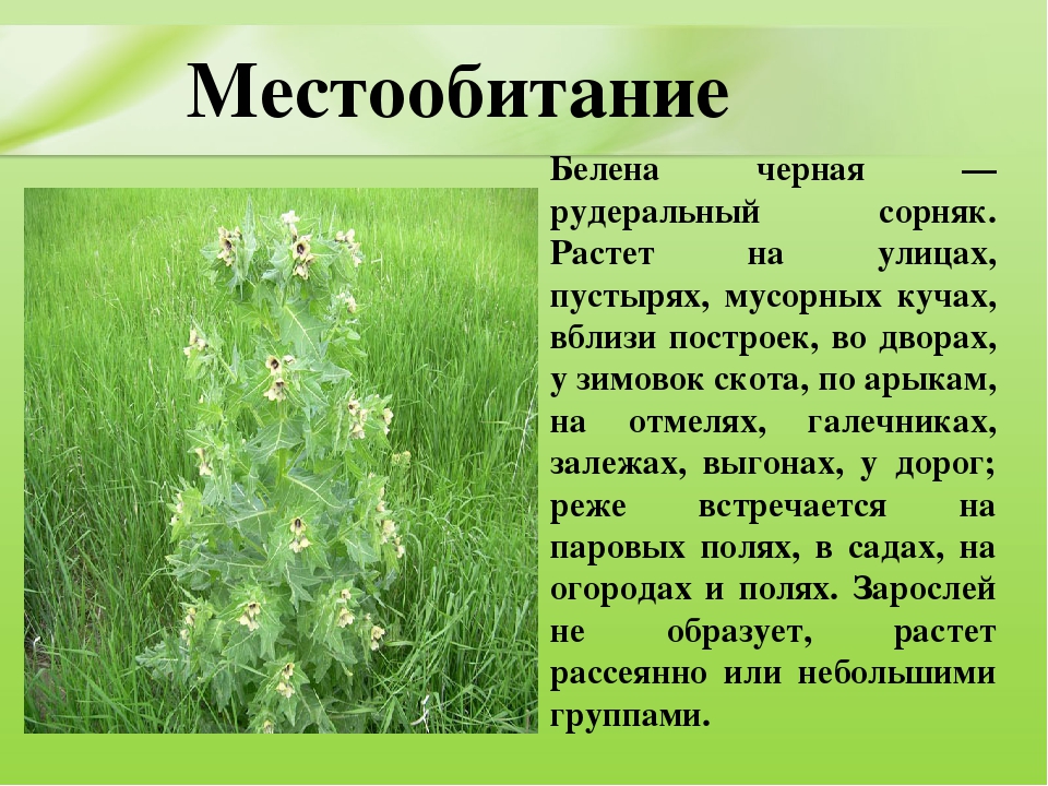Презентация для дошкольников "Ядовитые растения"