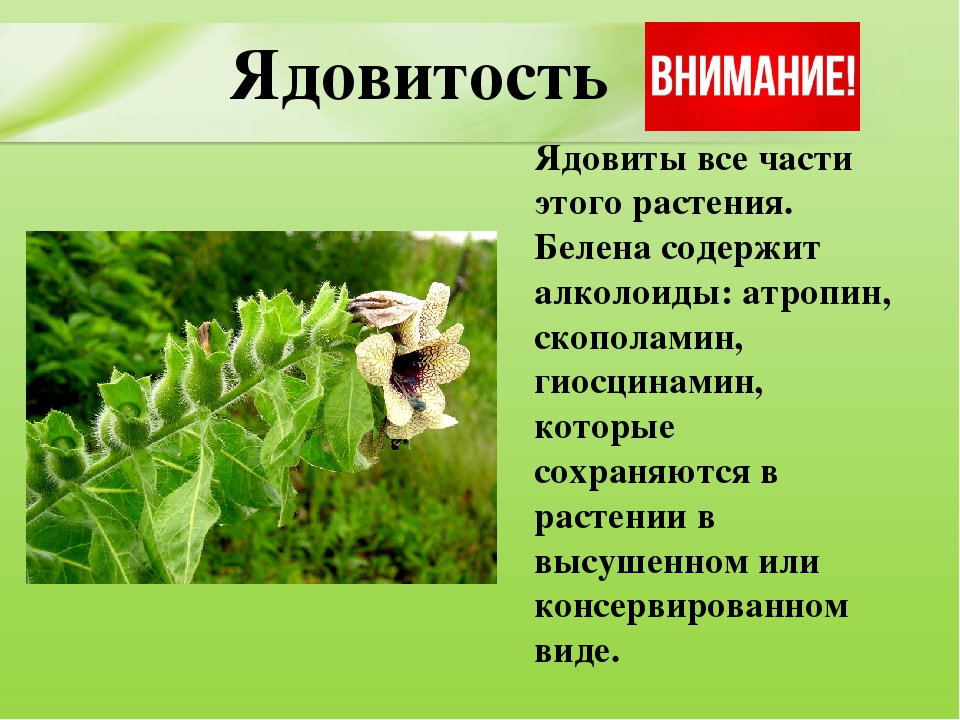 Презентация для дошкольников "Ядовитые растения"